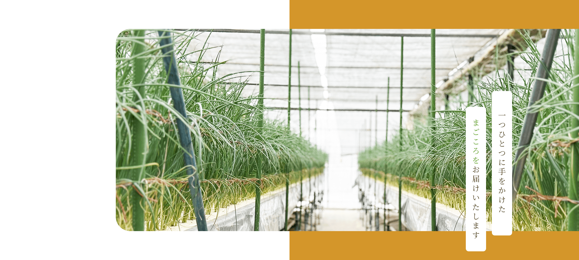 一つひとつに手をかけた、まごころをお届けいたします