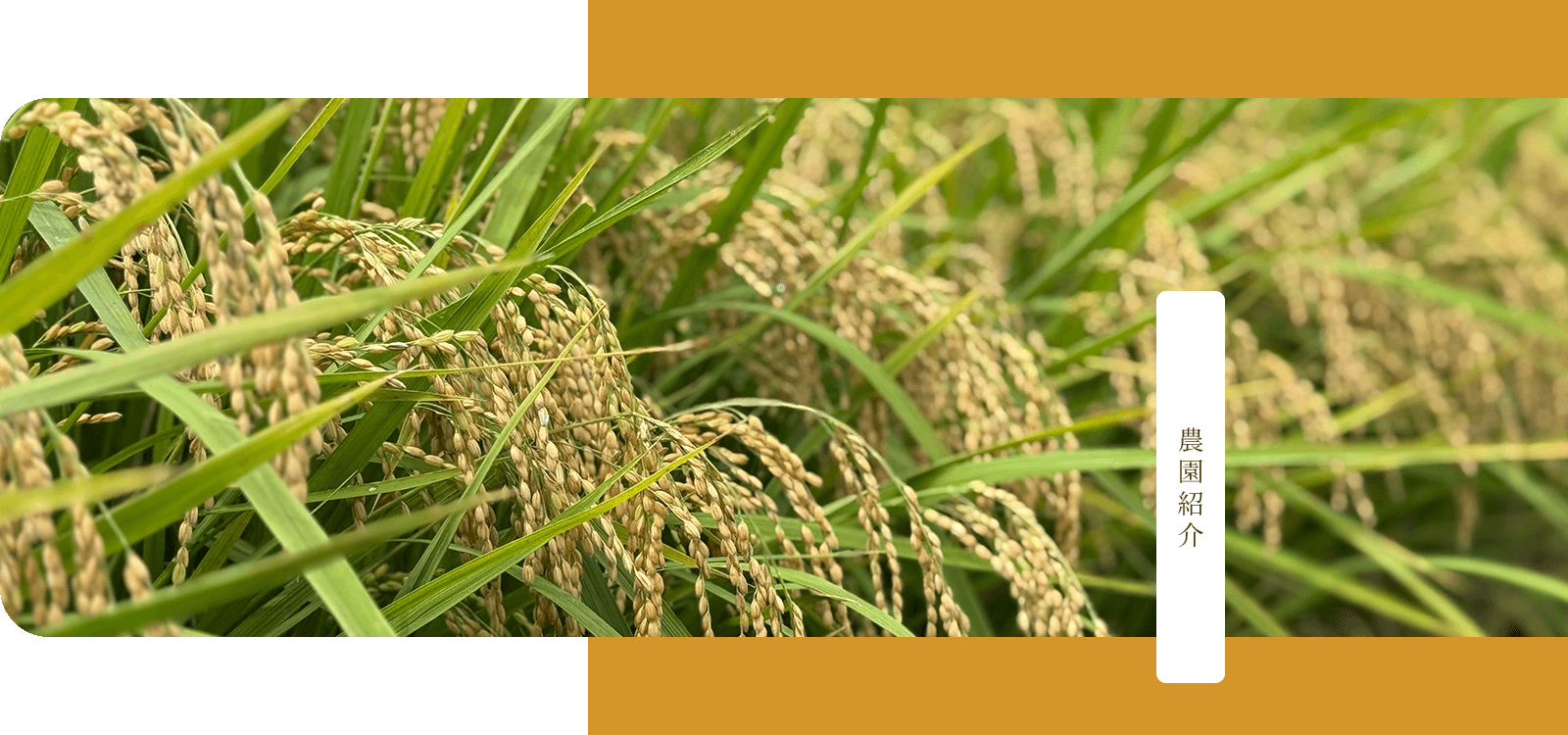 農園紹介